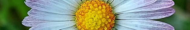 daisy
