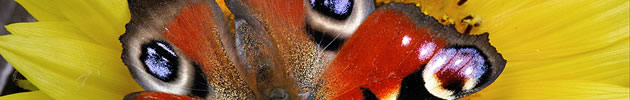 butterfly