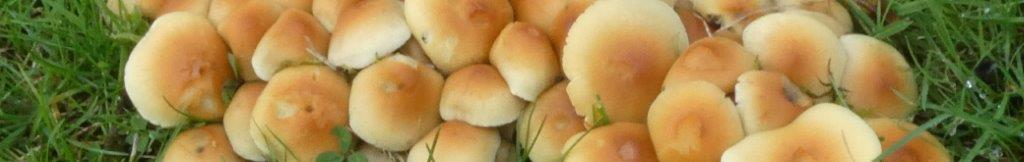 Sulphur Tuft